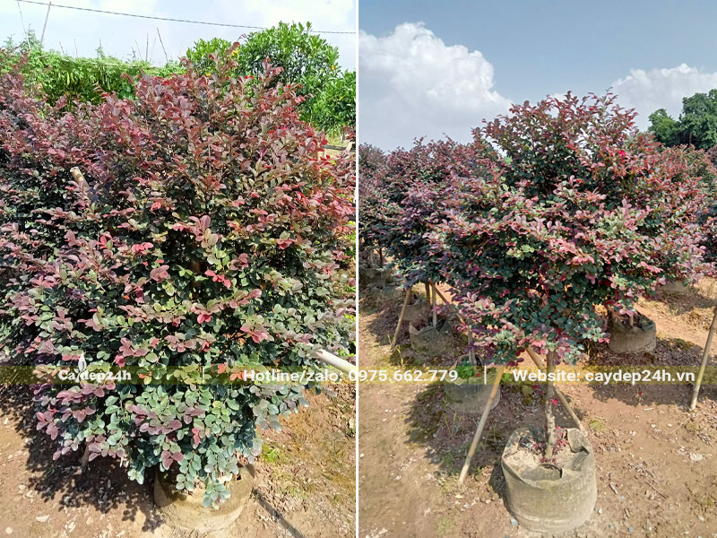 Hình dáng cây Hồng Phụng thân gỗ đã trưởng thành