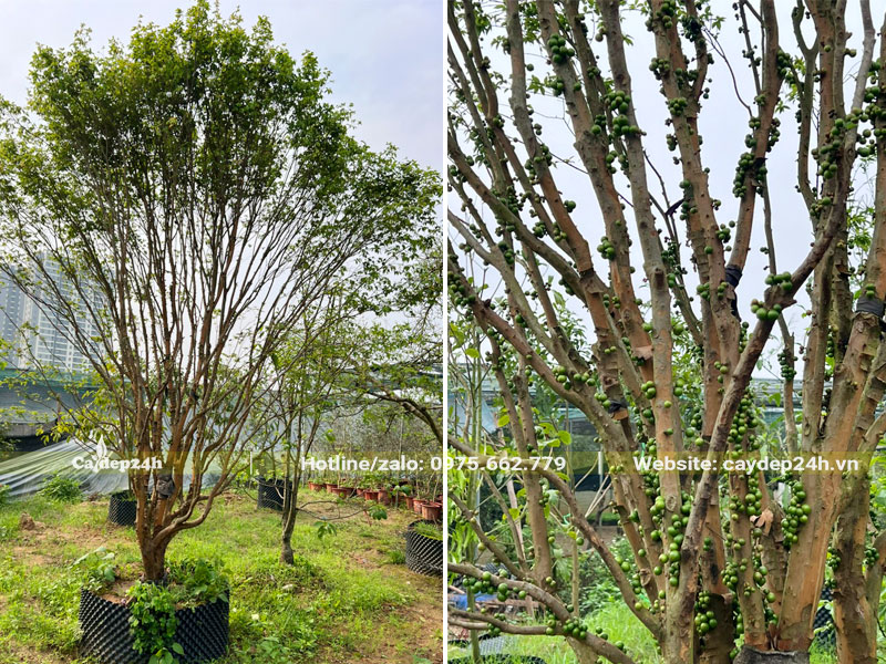 Dâm ủ cây Nho Thân Gỗ trong bầu nổi