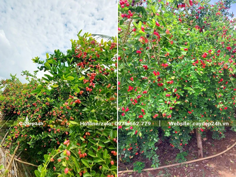 Vườn cây Siro lâu năm cao hơn 2m, quả chín sai trĩu cành
