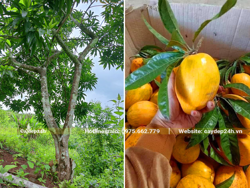 Cây Trứng Gà hàng chục năm tuổi, đường kính gốc 35cm