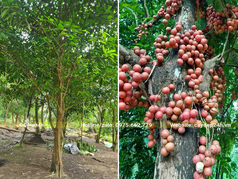 Vườn trồng cây Dâu Da Đất lâu năm đường kính gốc từ 25 - 30cm