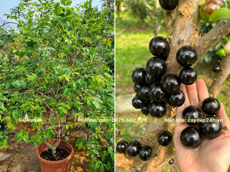 Cây Nho Thân Gỗ trồng chậu cao 1m, quả đang bắt đầu chín