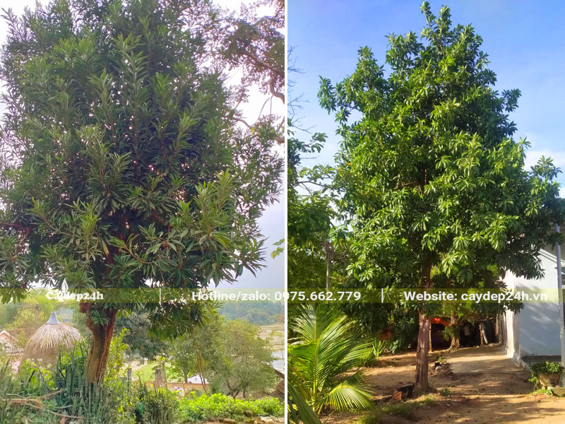 Những cây Lê Ki Ma trồng lấy bóng mát chiều cao 6 - 8m