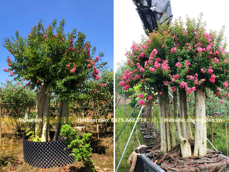 Những cây Săng Lẻ ghép tường vi hồng tán đẹp, hoa nở đẹp