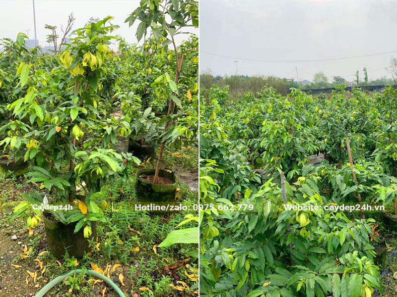 Vườn nuôi trồng cây Hoa Dẻ vàng