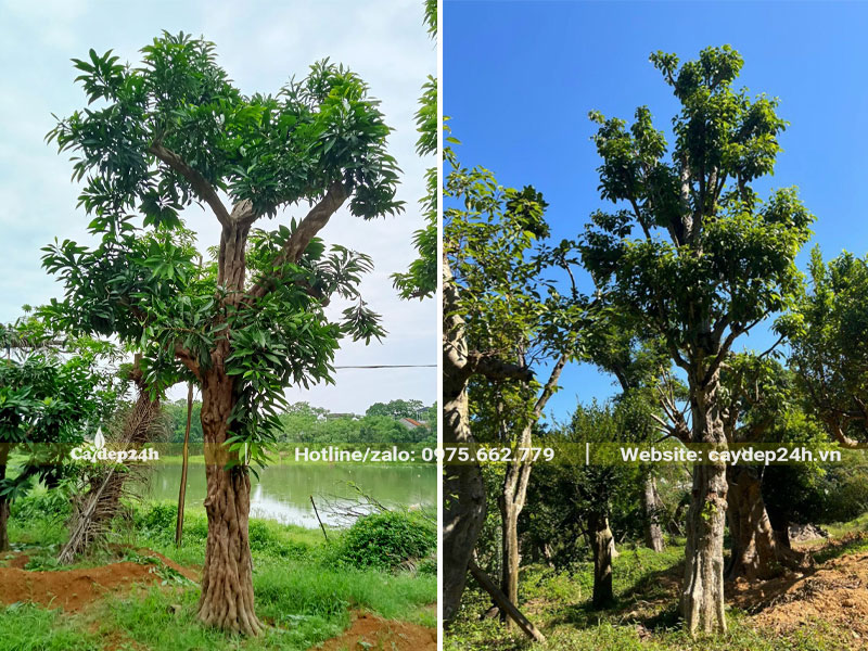 Mua cây dâm ủ kỹ, đường kính gốc 30 - 35cm