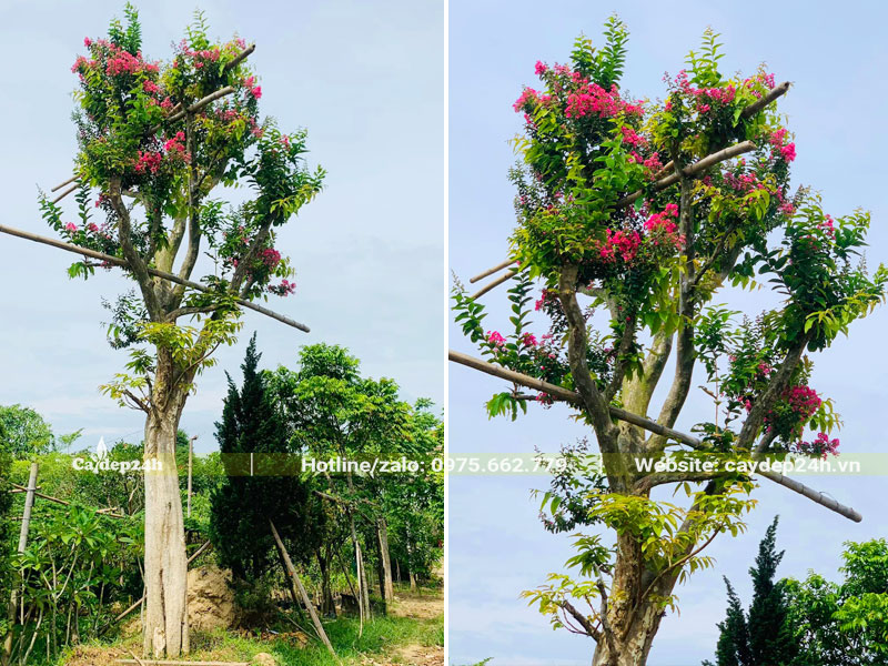 Cây Săng Lẻ cao hơn 5m ghép với tường vi hồng