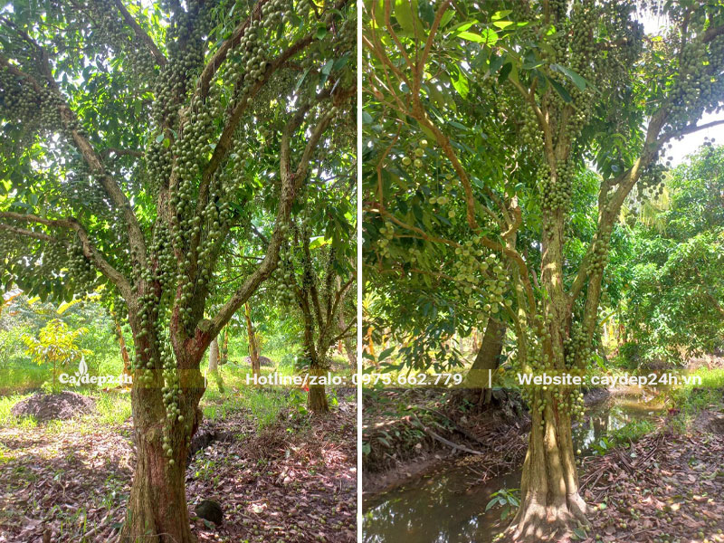 Vườn cây Dâu Da Đất đường kính gốc 25 - 30cm
