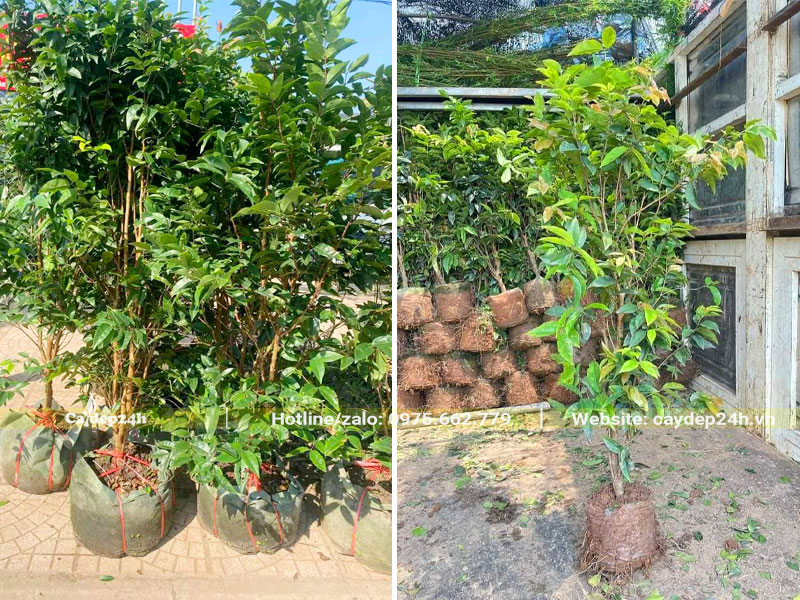 Mua cây giống nho thân gỗ số lượng lớn chiều cao 80 - 100cm