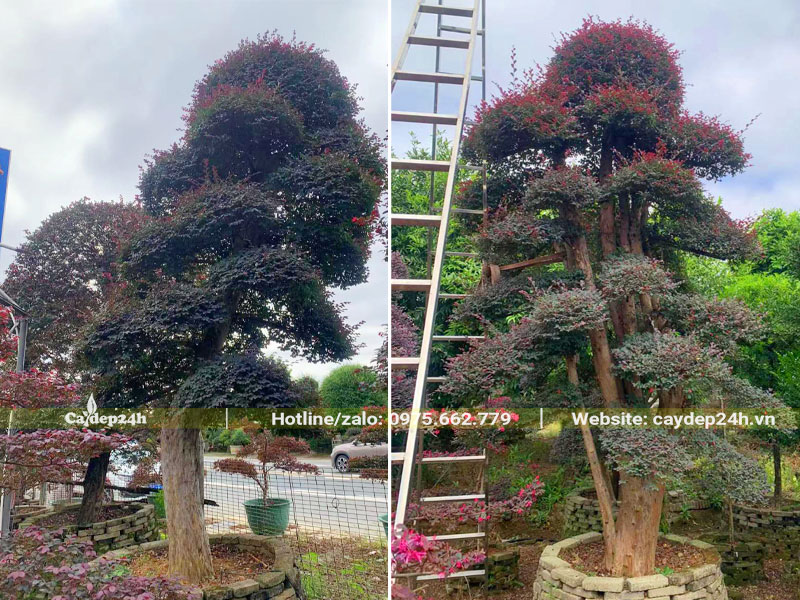 Những cây Hồng Phụng cổ thụ dâm ủ trong bồn đất quây nổi