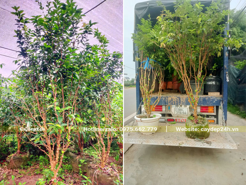 Những cây nho thân gỗ trưởng thành chiều cao hơn 1m, đang ra hoa và quả