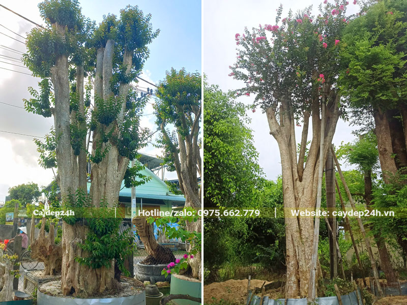 Tường Vi ghép với cây Bằng Lăng trắng cổ thụ