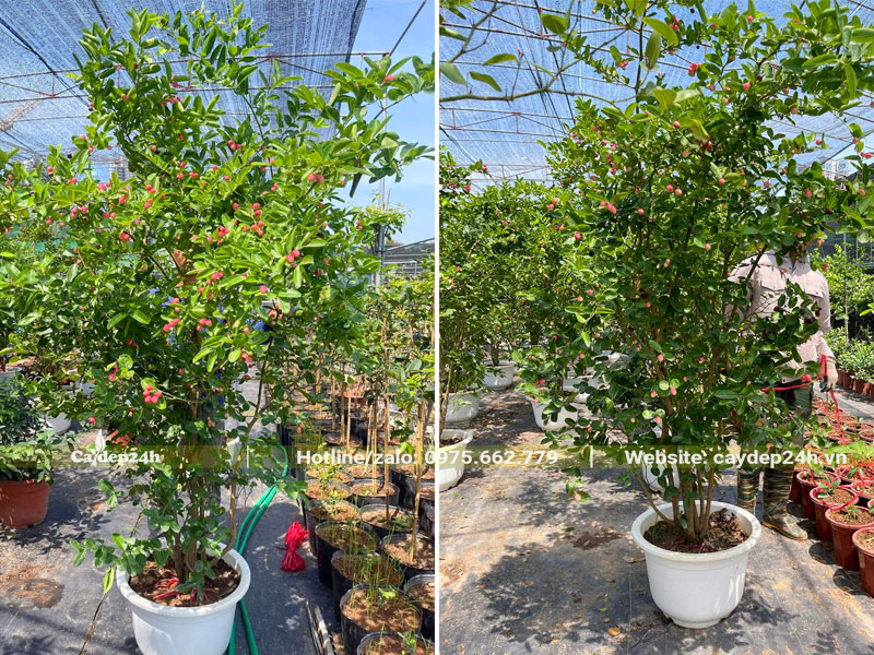 Cây Si rô thân bụi trồng trong chậu chiều cao hơn 2m