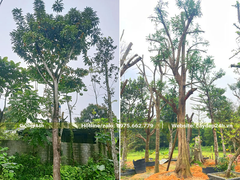 Những cây Trứng Gà lâu năm dâm ủ kỹ