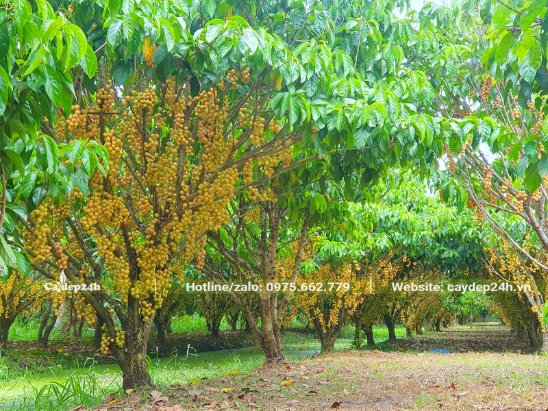 Vườn Dâu Da vàng quả sai trĩu, số lượng trồng hàng trăm gốc