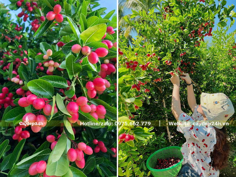 Mùa thu hoạch trái Siro chín đỏ