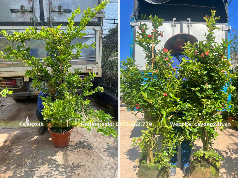 Nhân viên nhà vườn đang xếp những chậu cây Siro trưởng thành lên xe tải