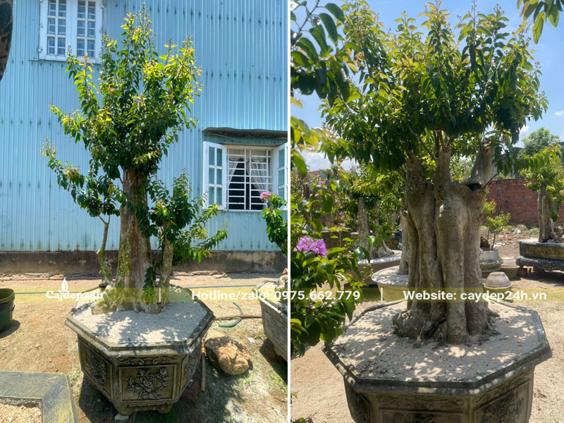 Những chậu cây cảnh săng lẻ ghép tường vi rất thành công