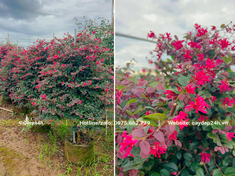 Hàng cây Hồng Phụng lâu năm hoa nở nhiều và đẹp