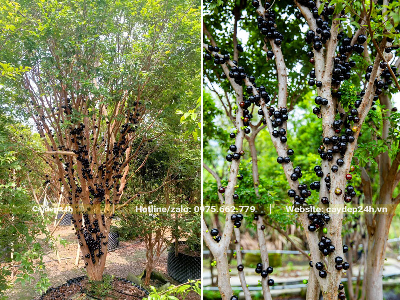 Cây Nho Thân Gỗ lâu năm đường kính gốc 15cm, quả chín đen bám trên thân cành