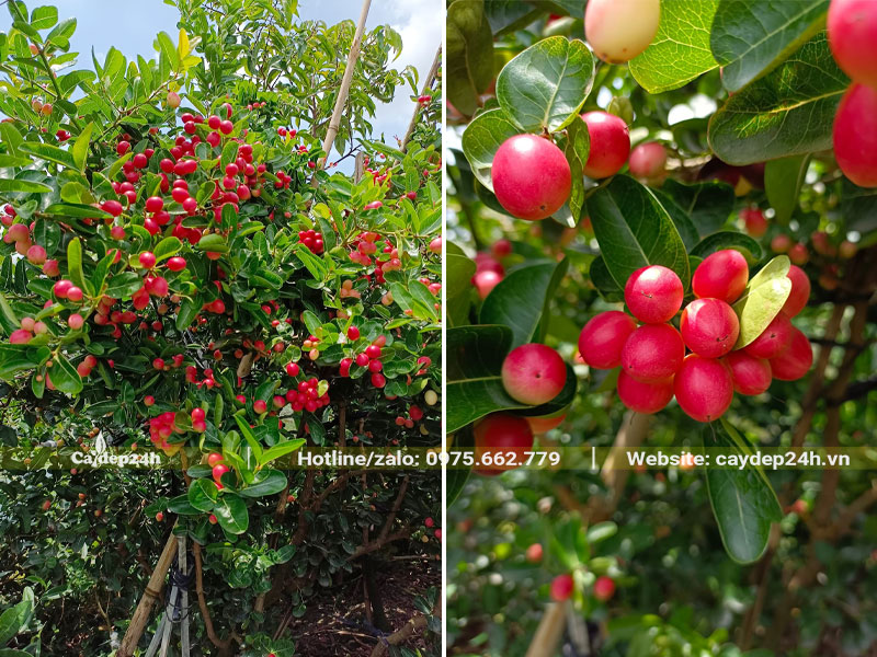 Hình ảnh cây Siro chín đỏ rực siêu nổi bật