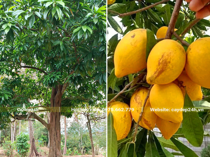 Hình ảnh cây Trứng Gà cổ thụ, quả chín vàng ươm