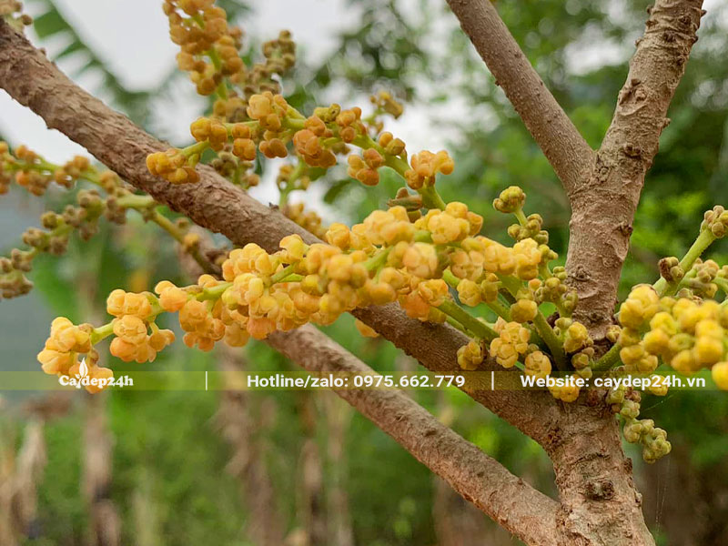 Chùm hoa Dâu Da Đất mọc từ thân cành