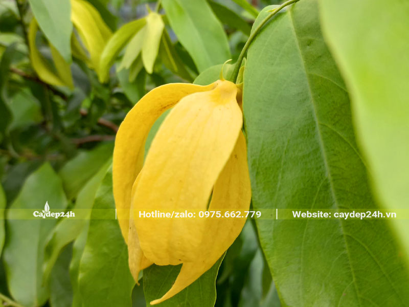 Bông hoa Dẻ khi chín vàng
