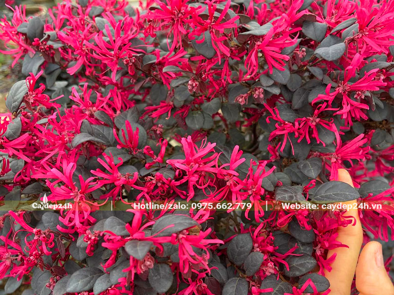 Cây Hồng Phụng nở hoa chi chít