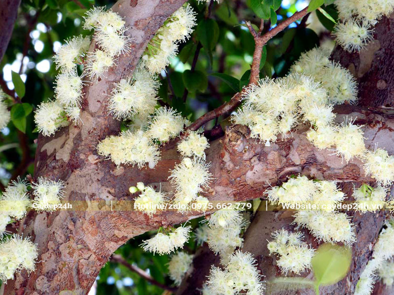 Những chùm hoa Nho trắng mọc từ thân chính