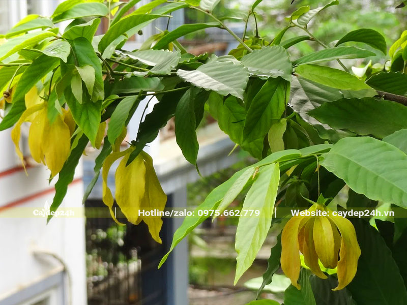 Cây Hoa Dẻ nở hoa đẹp, bông to