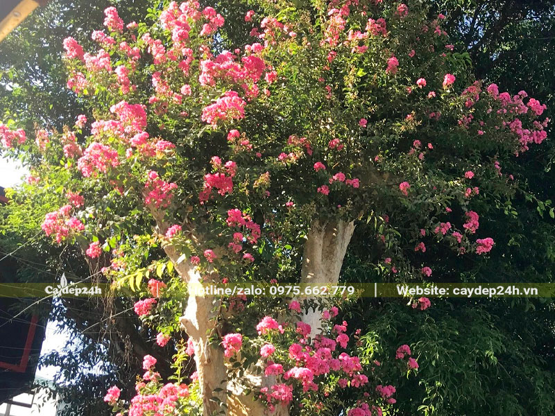 Siêu phẩm săng lẻ ghép tường vi hồng trồng trên đá