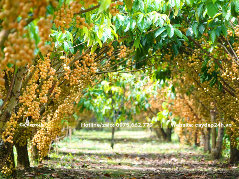 Vườn cây Dâu Da Đất trồng lâu năm, tán vươn rộng cả chục mét