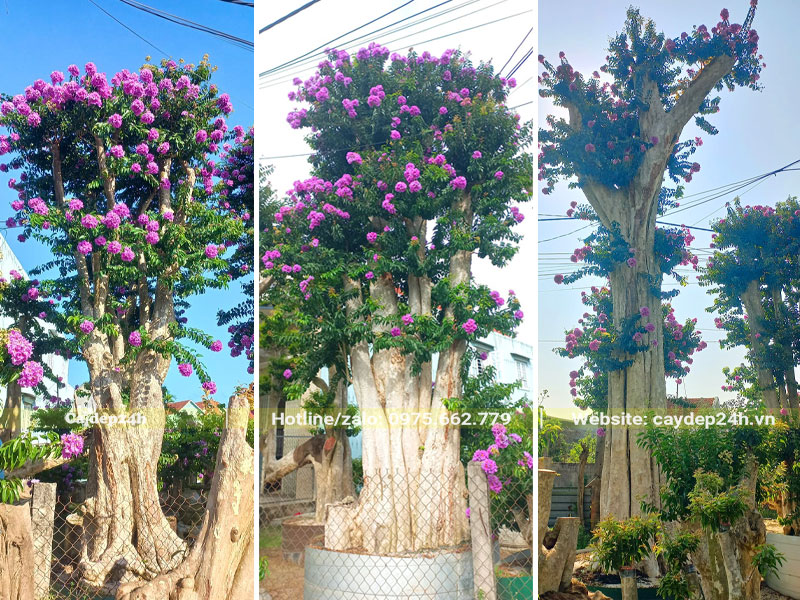 Kích thước cây săng lẻ ghép tường vi công trình lớn