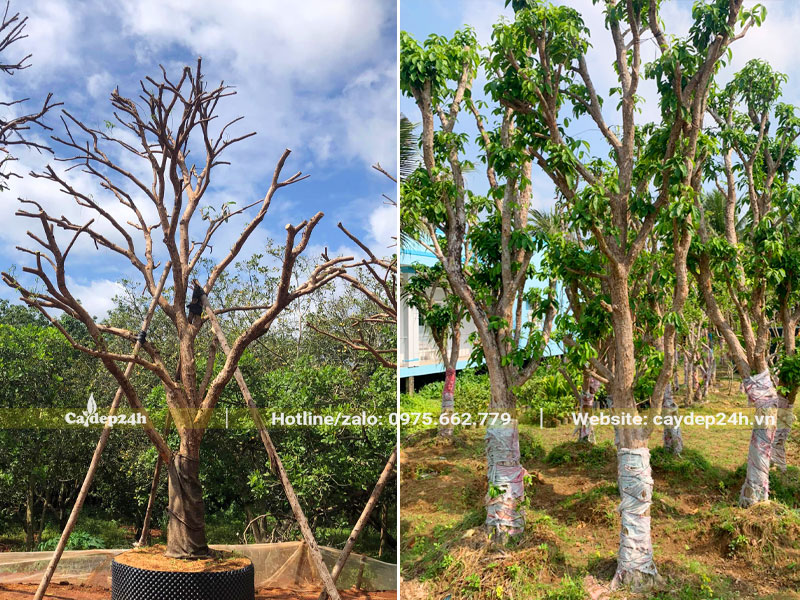 Vườn trồng dâm ủ số lượng lớn cây Dâu Da Đất công trình lâu năm