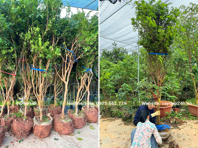 Tháo vỏ bầu cho cây nho thân gỗ cao hơn 2m