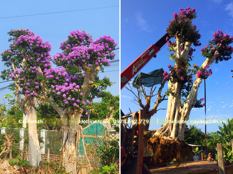 Di chuyển cây săng lẻ ghép tường vi kích thước lớn vào hố trồng bằng cần cẩu