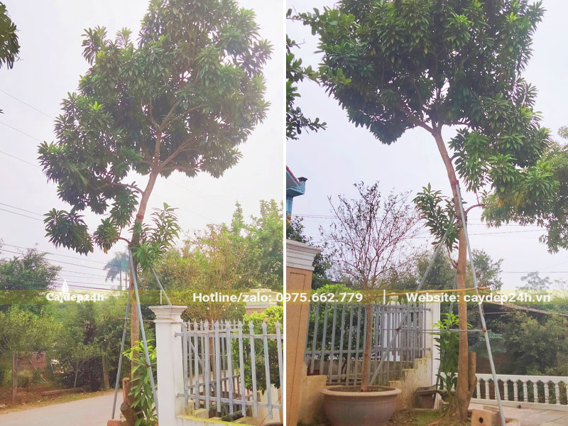 Cây trồng trước cổng nhà chiều cao khoảng 5m