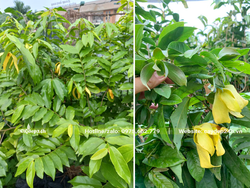 Lá cây Hoa Dẻ mọc đối hình mác nhọn