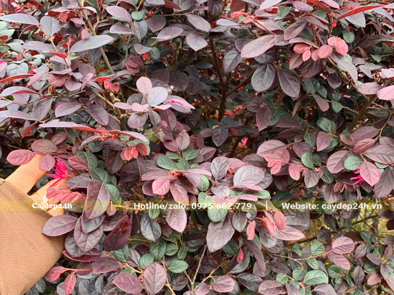 Tán lá của cây Hồng Phụng có sự pha màu khá độc đáo