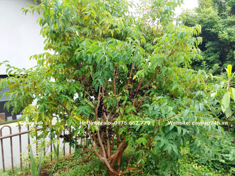 Cây Nho Thân Gỗ trồng sân vườn cao 2m, đk gốc trên 10cm