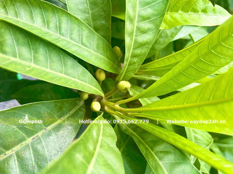 Hình dáng lá và những bông hoa nhỏ của cây Trứng Gà