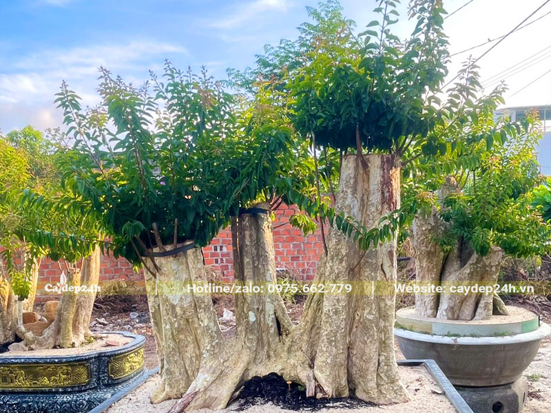 Chậu cây cảnh săng lẻ ghép tường vi bonsai cao gần 1m