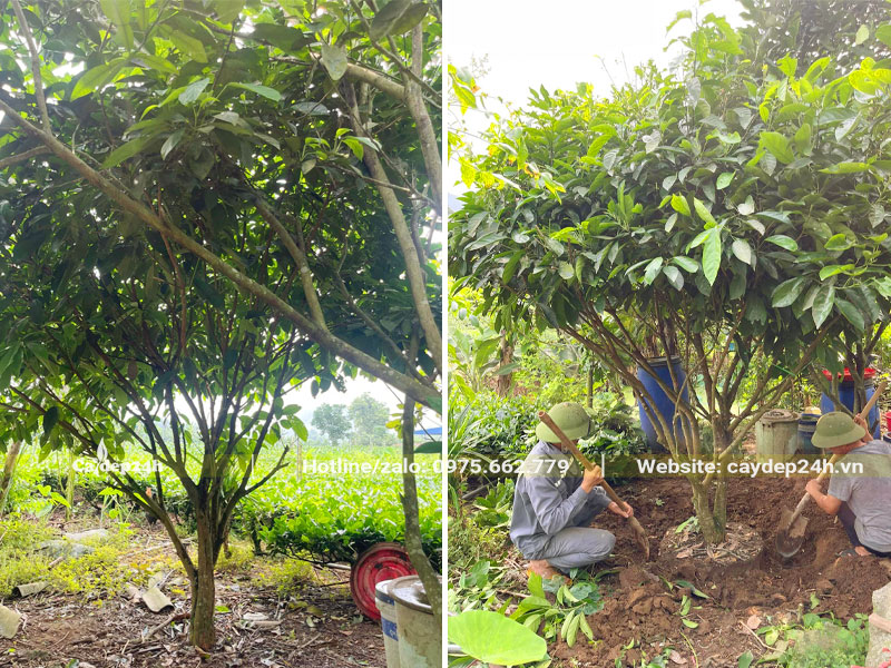 Bứng nóng cây Dâu Da Đất cao 2m, đường kính gốc 10cm