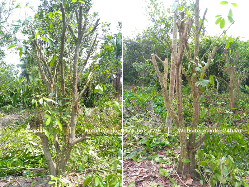 Bứng nóng số lượng lớn cây Dâu Da Đất trưởng thành