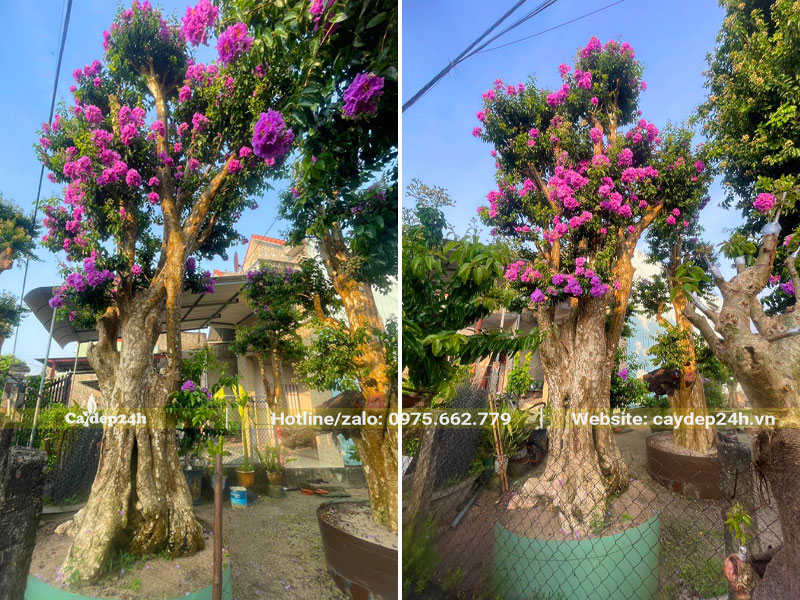 Cây Săng Lẻ ghép Tường Vi vanh gần 200, chiều cao 4m, hoa màu hồng tím đẹp