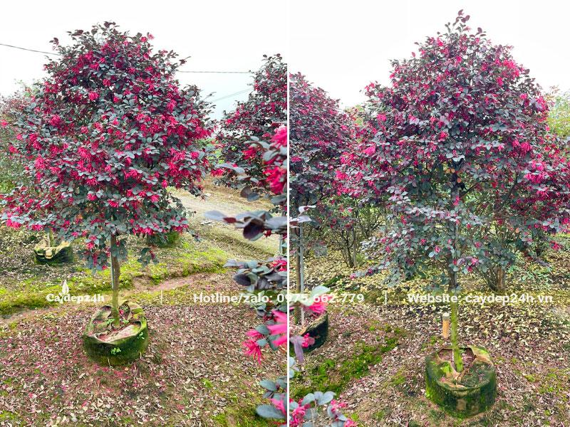 Những cây hoa Hồng Phụng thân tree cao 2m, trồng trong bầu từ nhỏ