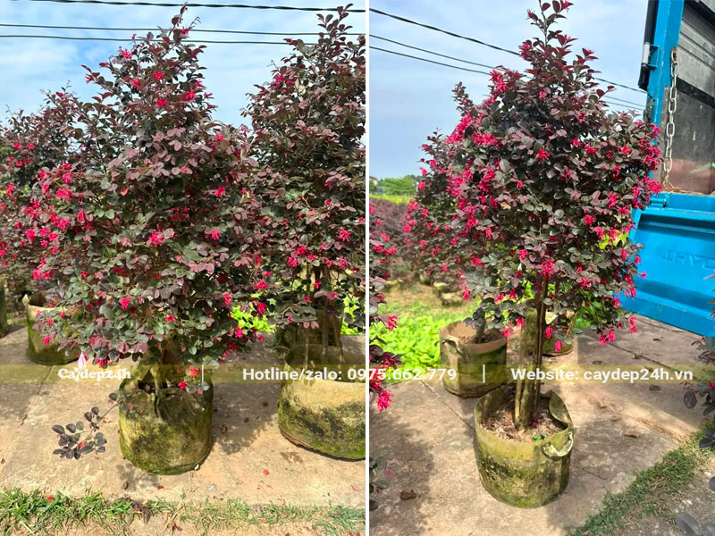 Xếp những cây Hồng Phụng tán hình tháp cao 2m lên xe tải