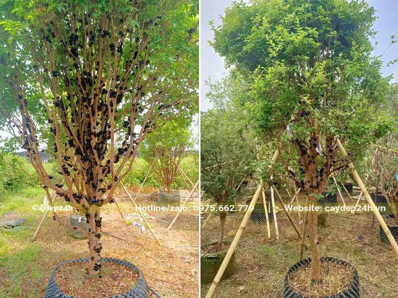 Những cây nho thân gỗ lâu năm cao hơn 3m đã dâm ủ kỹ