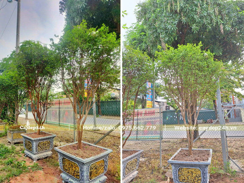 Những chậu cây Nho thân gỗ cảnh cao khoảng 1,5 - 2m